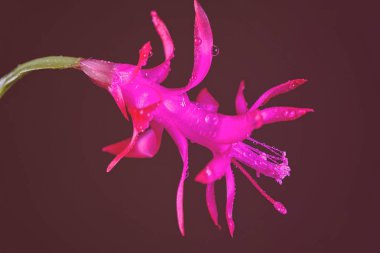 Siyah arka planda güzel pembe çiçeğin soyutlanması, yüzeysel alan derinliğine dikkat edin.