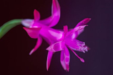 Siyah arka planda güzel pembe çiçeğin soyutlanması, yüzeysel alan derinliğine dikkat edin.