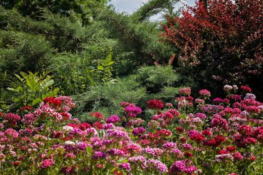 Çayırdaki karanfil çiçeği, tarlanın sığ derinliğine dikkat et.