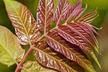 Doğada yeşil ve kırmızı yapraklı bitki, sığ alan derinliğine dikkat edin.
