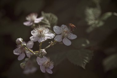 Doğada yaprakları olan böğürtlen çiçekleri, sığ alan derinliğine dikkat edin