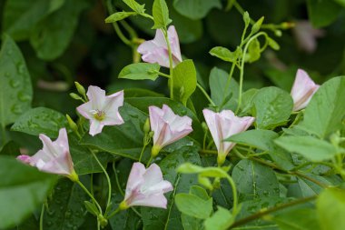Doğadaki narin yosun çiçekleri, sığ tarlanın derinliğine dikkat edin.