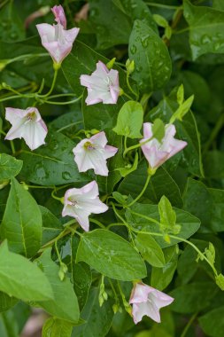 Doğadaki narin yosun çiçekleri, sığ tarlanın derinliğine dikkat edin.