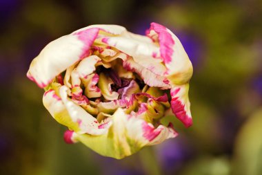 Görüntü arkaplanında açılmamış renkli lale