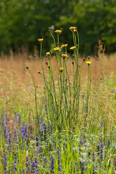 Gelber Löwenzahn Mit Wilden Blumen Auf Dem Feld Beachten Sie — Stockfoto