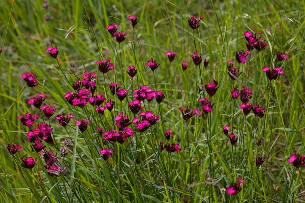 wild carnations bloomed in the grass, note shallow depth of field