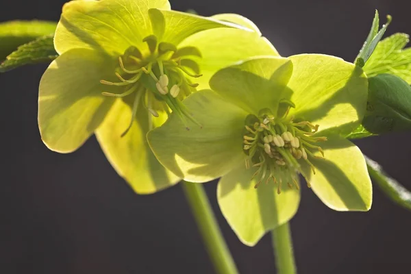 Зеленый Helleborus Odorus Природе Темном Фоне Обратите Внимание Мелкую Глубину — стоковое фото