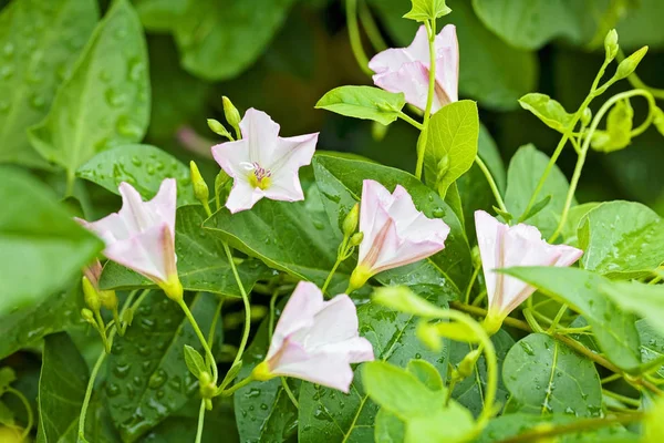 Jemné Květy Bindweed Přírodě Poznámka Mělká Hloubka Pole — Stock fotografie