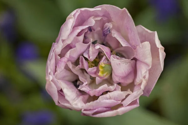 Unopened Gentle Pink Tulip Dark Green Background Note Shallow Depth — Stock Photo, Image