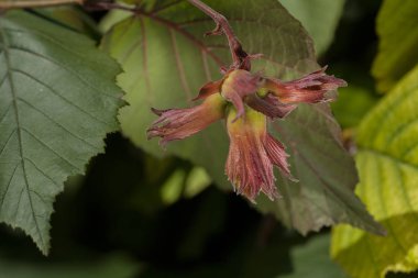 Yeşil yapraklı kırmızı tomurcuklar, sığ alan derinliğine dikkat edin.