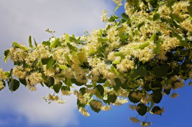 Çiçeklerle dolu ıhlamur ağacı dalları. Arka planda mavi gökyüzü. Sığ alan derinliğine dikkat edin.