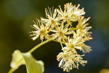 Koyu arkaplanda ıhlamur çiçeği, tarlanın sığ derinliğine dikkat et.