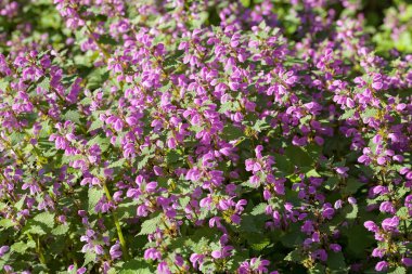 Doğada filizlenen yonca, bak sığ alan derinliği