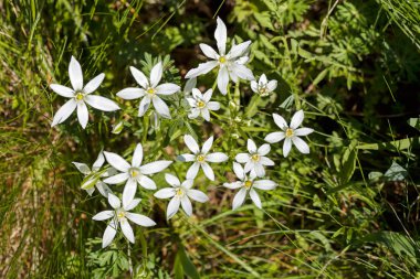 Çayırdaki beyaz küçük çiçekler, tarlanın sığ derinliğine dikkat edin.