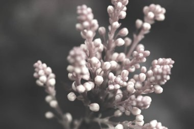 Kırmızı tomurcuklu dekoratif sarı çiçekler, tarlanın sığ derinliğine dikkat edin.