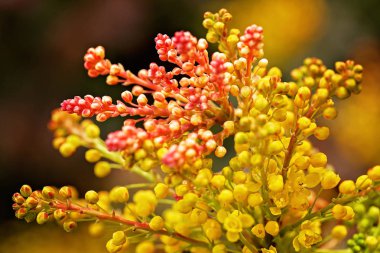 Kırmızı tomurcuklu dekoratif sarı çiçekler, tarlanın sığ derinliğine dikkat edin.