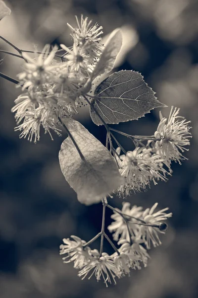 Lindenblüte Auf Schummrigem Hintergrund Geringe Schärfentiefe Beachten — Stockfoto
