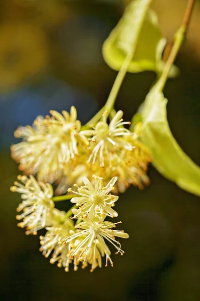 Lindblomma Mörk Bakgrund Notera Grunt Skärpedjup — Stockfoto