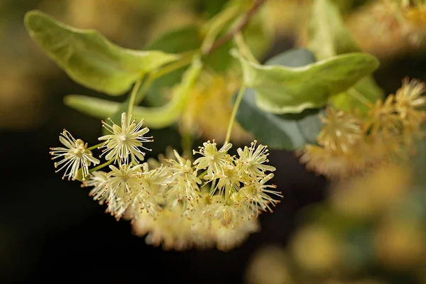 Lindblomma Den Dunkla Bakgrunden Notera Grunt Skärpedjup — Stockfoto