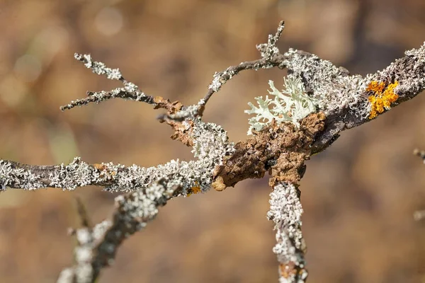 Glony Szare Porosty Gałęzi Naturze Zanotować Płytkiej Głębokości Pola — Zdjęcie stockowe