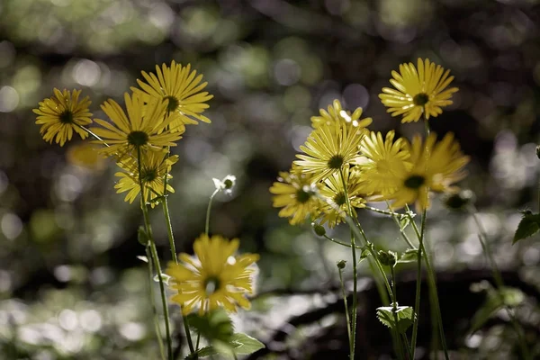 Gul Äng Blommor Naturen Notera Grunt Skärpedjup — Stockfoto