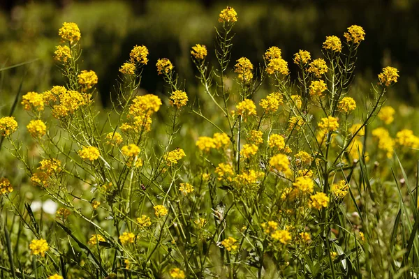 Virágok Sárga Rét Következő Látnivaló Közelében Erdő Megjegyzés Sekély Mélység — Stock Fotó