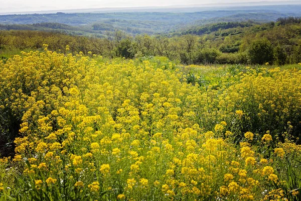Kwiaty Żółte Łące Pobliżu Lasu Uwaga Płytkiej Głębi Ostrości — Zdjęcie stockowe