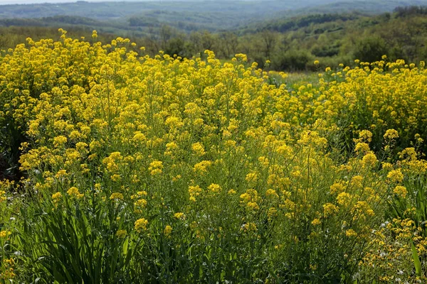Kwiaty Żółte Łące Pobliżu Lasu Uwaga Płytkiej Głębi Ostrości — Zdjęcie stockowe