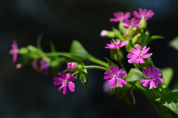 Wild Pink Flower Meadow Focus Note Shallow Depth Field — Stock Photo, Image