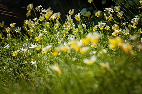 Wild White Yellow Violets Green Grass Nature Note Shallow Depth — 스톡 사진