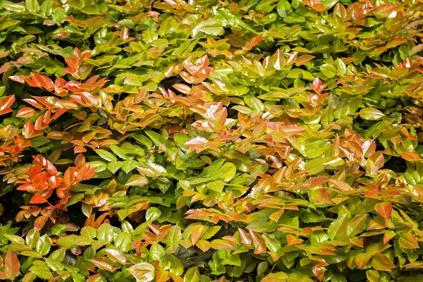 Pianta Con Foglie Rosse Verdi Nota Profondità Campo Poco Profonda — Foto Stock