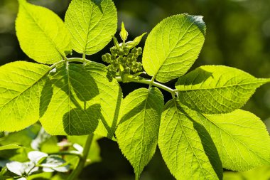 Güneş ışığındaki yeşil yapraklar ve tomurcuklar, alanın sığ derinliğine dikkat edin.