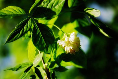 Genç yeşil bahar yaprakları ve beyaz çiçekler, dikkat edin sığ alan derinliği
