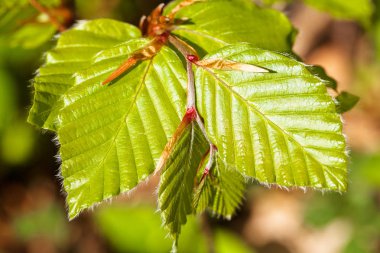Genç yeşil bahar yaprakları doğada, dikkat edin sığ alan derinliği