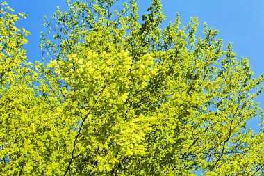 Not alan sığ derinliği arka planda gökyüzü ile Treetop
