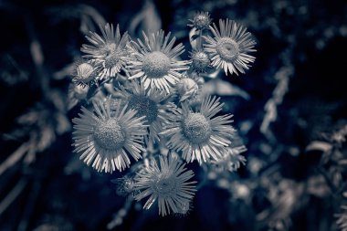  Çimenlerdeki sarı kır çiçeği, tarlanın sığ derinliğine dikkat et.