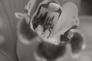 Kırmızı detaylı soluk yeşil orkide, alanın sığ derinliğine dikkat edin