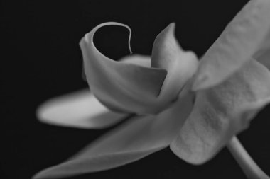 Koyu arkaplanda beyaz orkideler, alanın sığ derinliğine dikkat edin