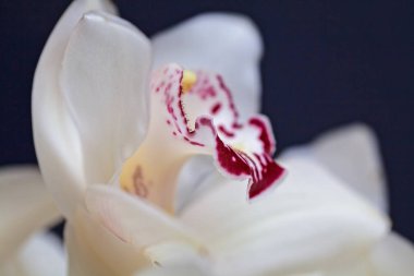 Koyu arkaplanda kırmızı aksanlı beyaz orkideler, alanın sığ derinliğine dikkat edin
