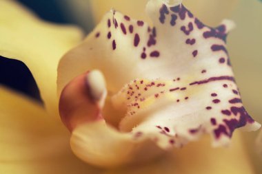 Siyah arkaplanda kırmızı ayrıntı olan sarı orkideler, alanın sığ derinliğine dikkat edin