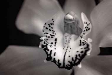 Siyah arkaplanda kırmızı ayrıntı olan sarı orkideler, alanın sığ derinliğine dikkat edin
