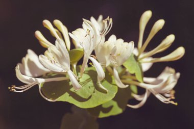 Koyu arkaplanda yeşil yaprakları olan sıra dışı beyaz çiçek, alanın sığ derinliğine dikkat edin