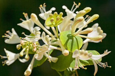 Koyu arkaplanda yeşil yaprakları olan sıra dışı beyaz çiçek, alanın sığ derinliğine dikkat edin