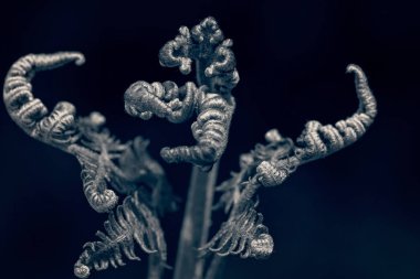 Koyu yeşil arka planda yeşil yaprakları olan çarpık, sıra dışı bitki, sığ alan derinliğine dikkat edin.