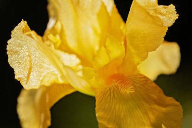 Koyu arkaplanda sarı iris çiçeği, tarlanın sığ derinliğine dikkat edin.