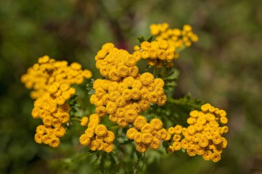 Yeşil arka planda sarı çayır çiçekleri, sığ alan derinliğine dikkat edin.