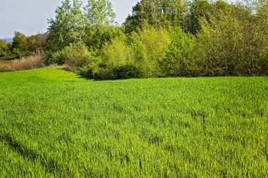 İlkbaharda, Not alan sığ derinliği yeşil çimen