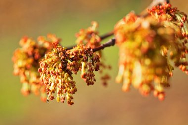 Bir ağaç dalında alışılmadık tomurcuklar, alanın sığ derinliğine dikkat edin