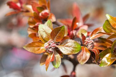 Sonbahar güllerinin tomurcuklu kırmızı ve yeşil yaprakları, sığ alan derinliğine dikkat edin.