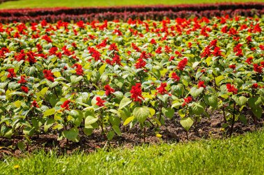 Dalları küçük kırmızı çiçeklerle dolu, derin tarlalara dikkat edin.